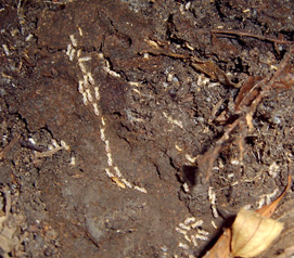 termite activity under stump