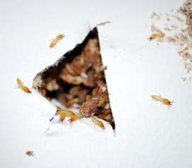 termite infestation in wall
